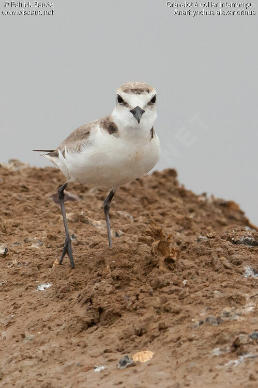 Gravelot à collier interrompujuvénile, identification