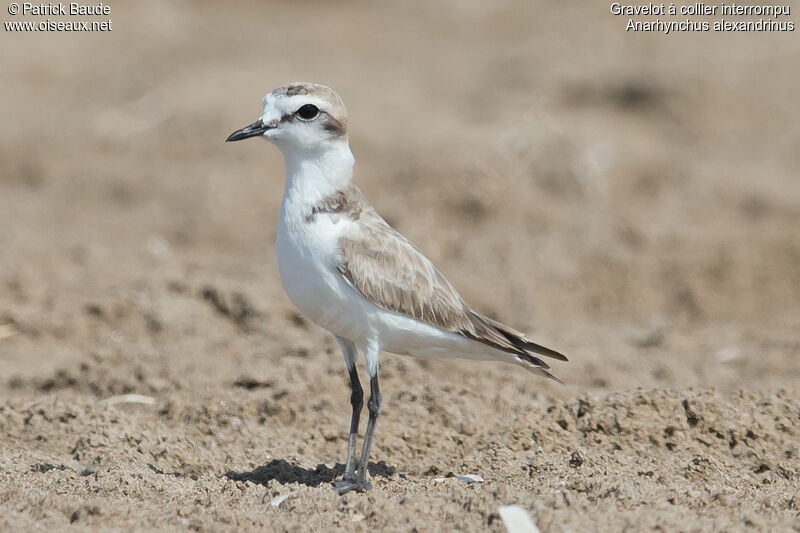 Kentish Plover female adult breeding, identification