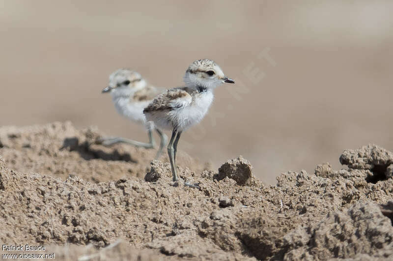 Gravelot à collier interrompujuvénile