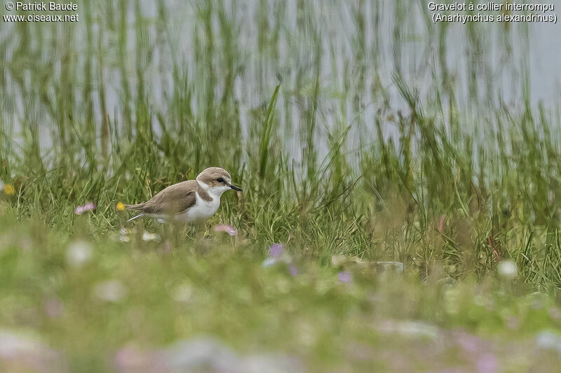 Kentish Ploverjuvenile