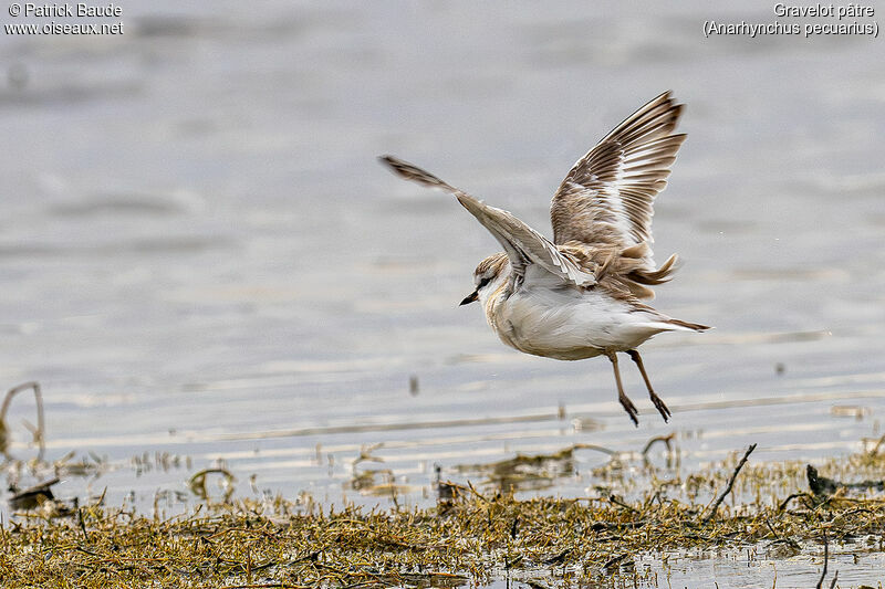 Kittlitz's Plover