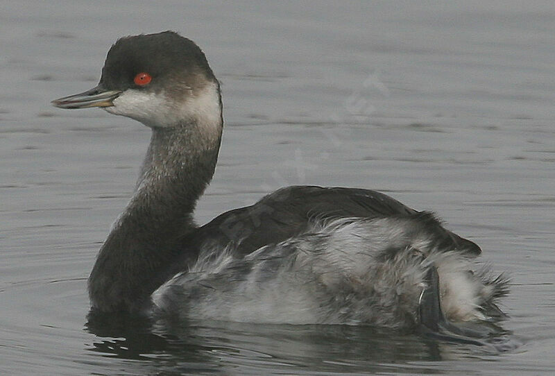 Black-necked Grebe