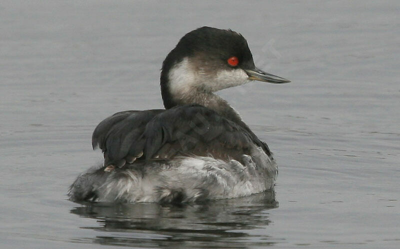 Black-necked Grebe