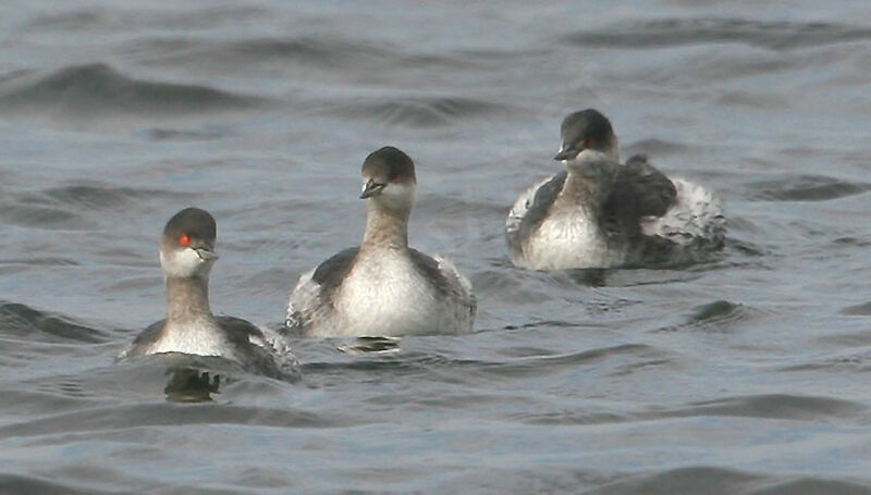 Black-necked Grebe