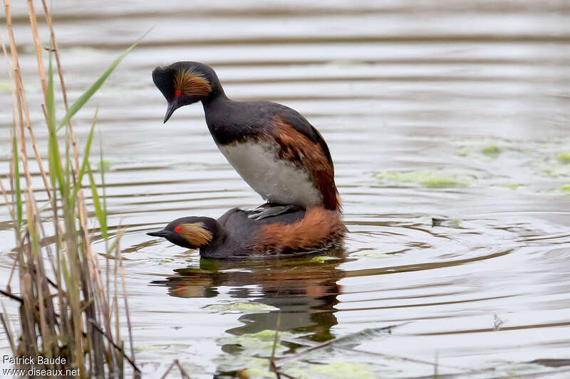 Black-necked Grebeadult breeding, mating., Behaviour