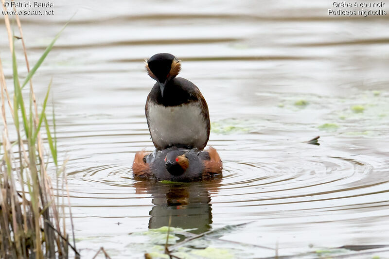 Black-necked Grebe adult breeding, identification, Behaviour