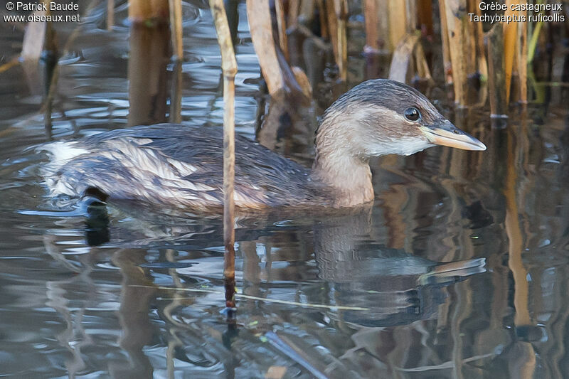 Little Grebeadult post breeding, identification