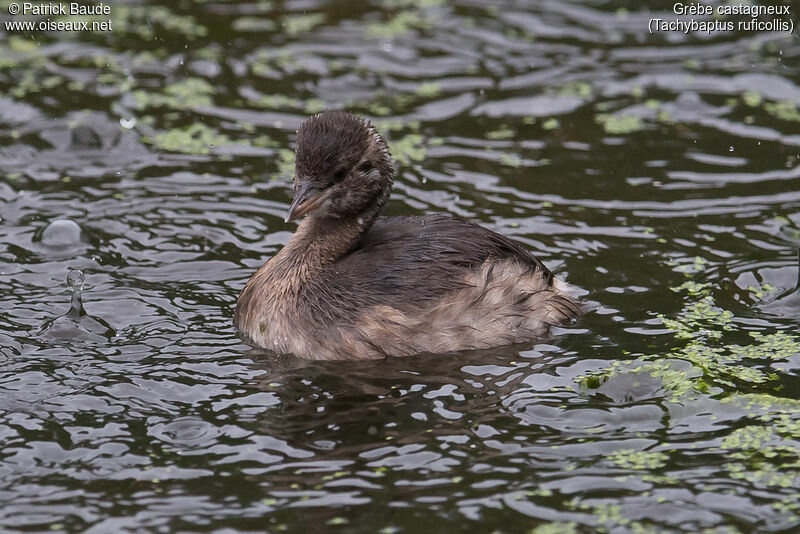 Little Grebeadult post breeding, identification