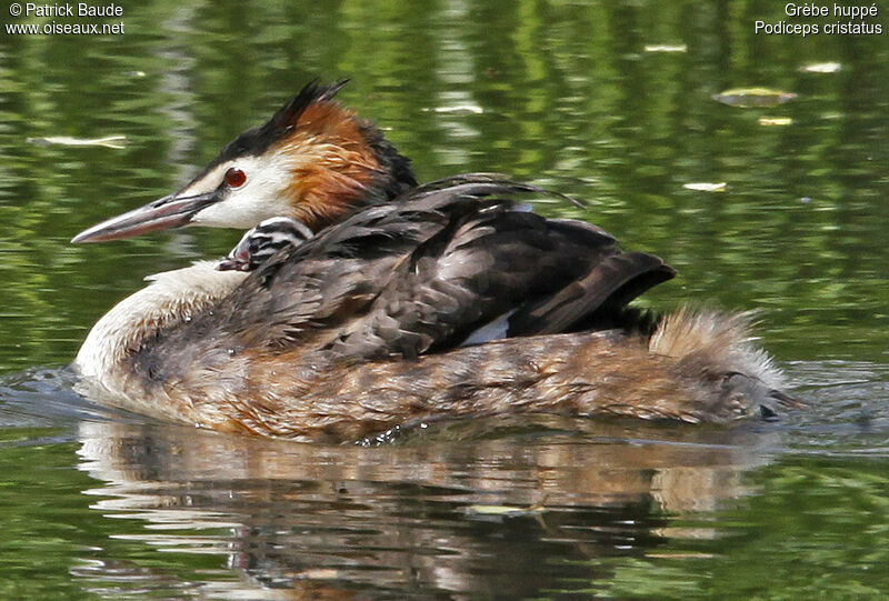 Grèbe huppé, identification, Comportement