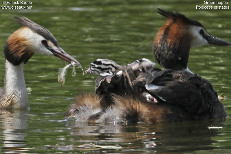 Great Crested Grebe , Behaviour