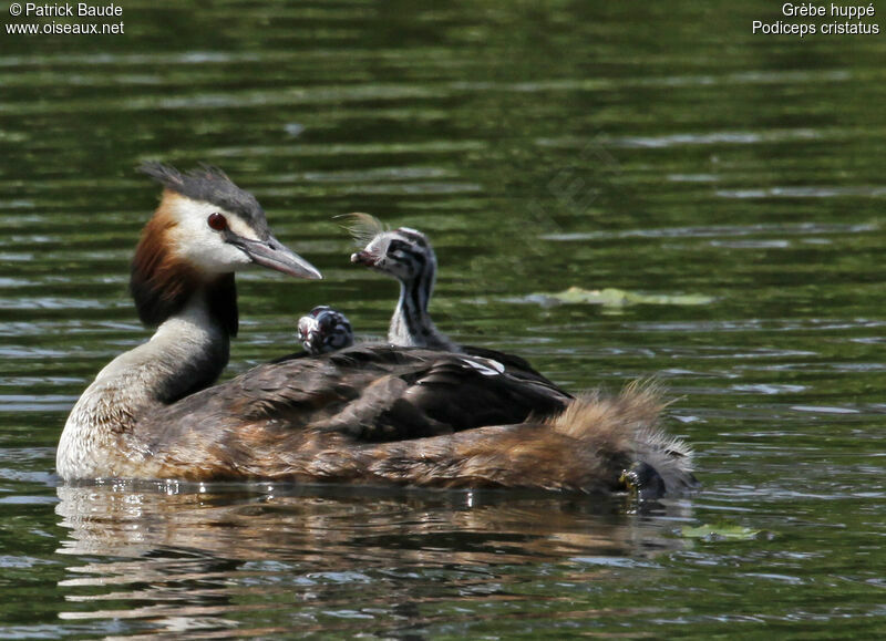 Great Crested Grebe, Behaviour