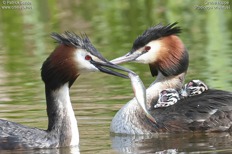 Great Crested Grebe