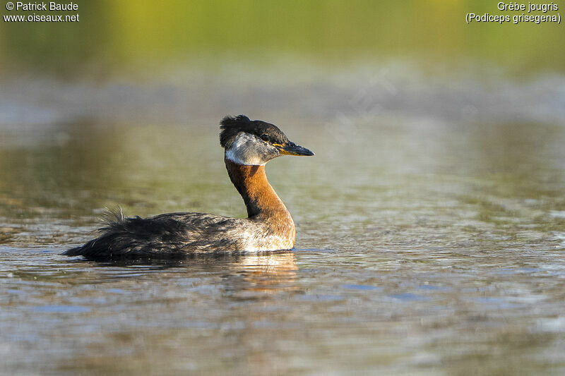 Red-necked Grebeadult