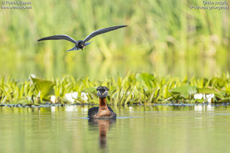 Red-necked Grebeadult