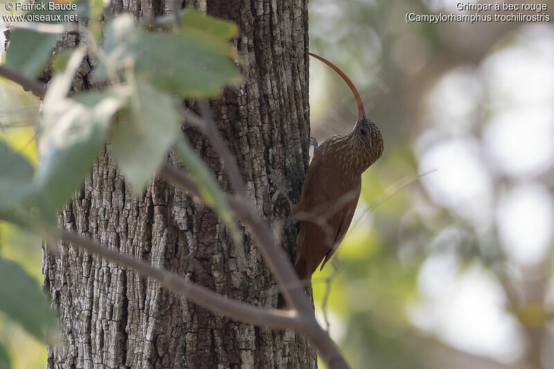 Red-billed Scythebilladult