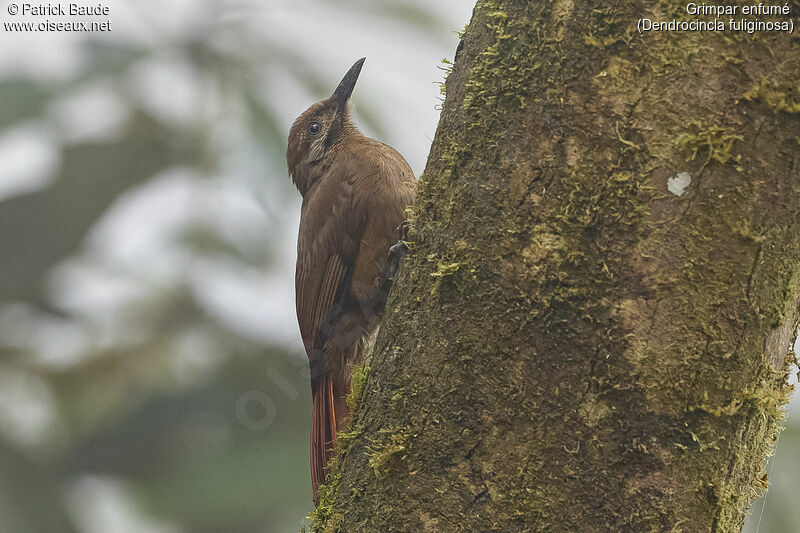 Plain-brown Woodcreeper