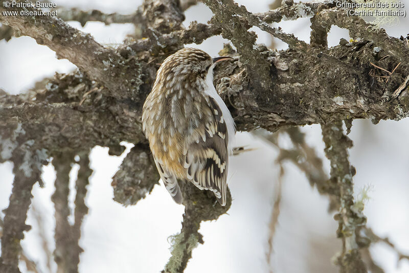 Eurasian Treecreeperadult, identification