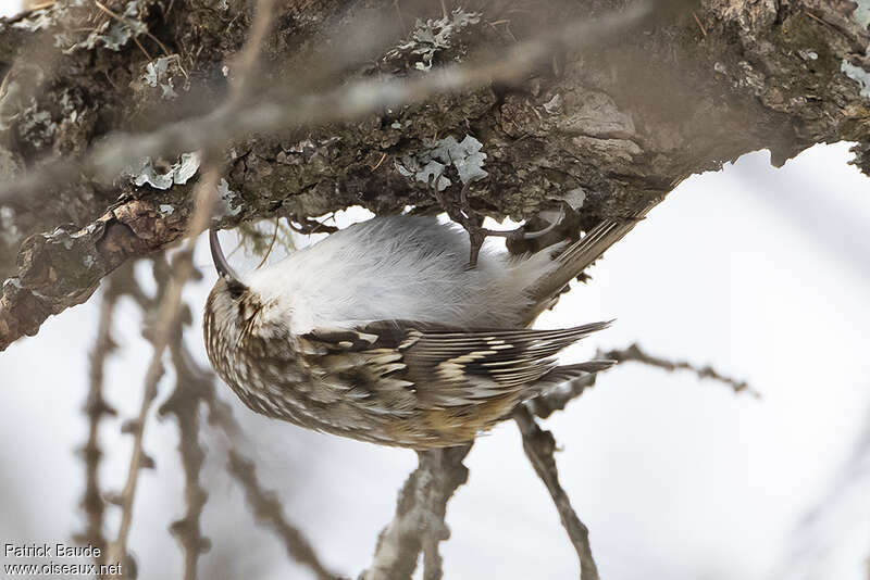 Eurasian Treecreeperadult, identification, camouflage, pigmentation, Behaviour