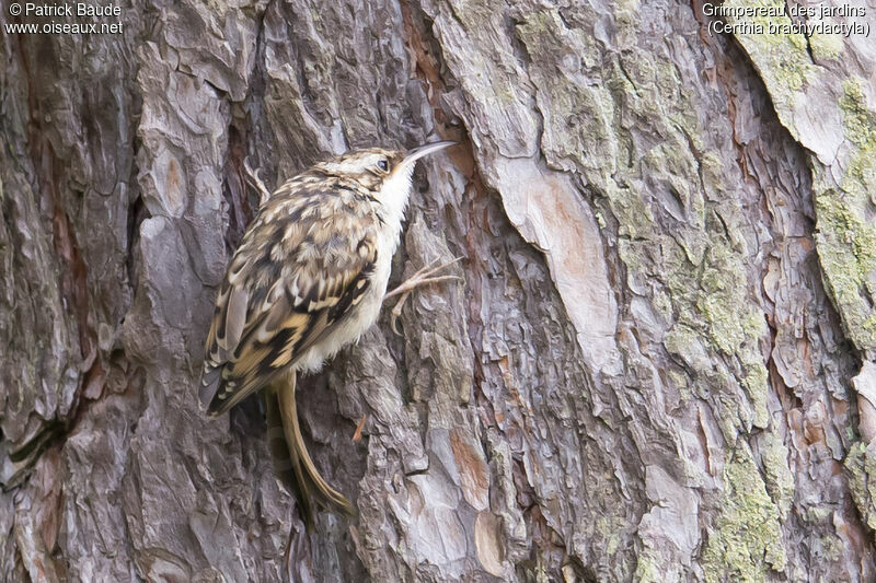 Short-toed Treecreeperadult, identification