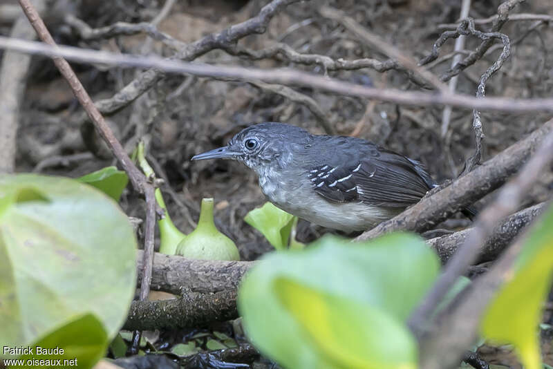 Grisin du Mato Grossoadulte, identification