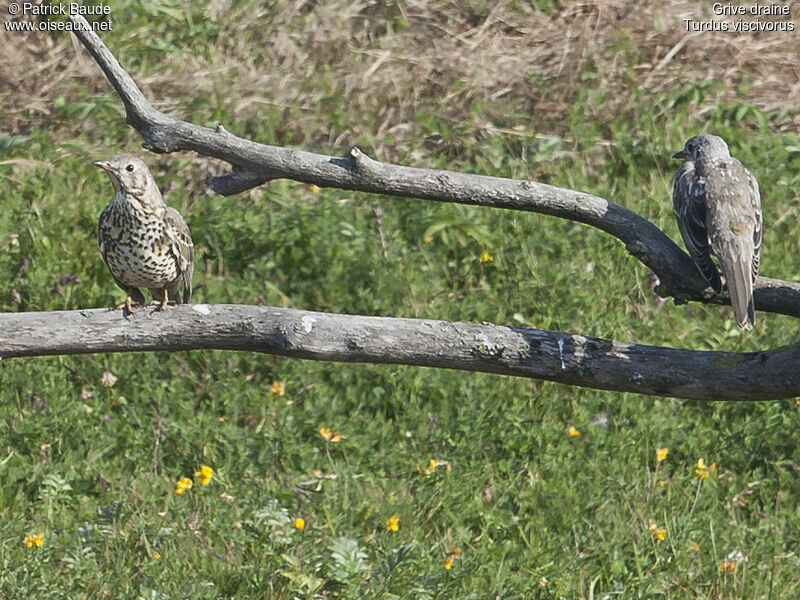 Grive draineadulte, identification