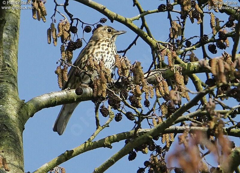 Grive draine, identification