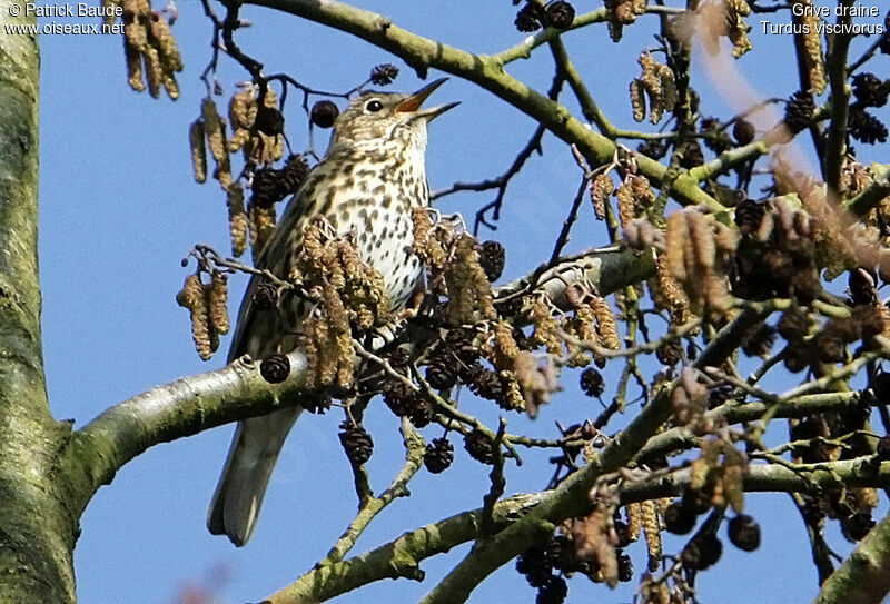 Grive draine, identification