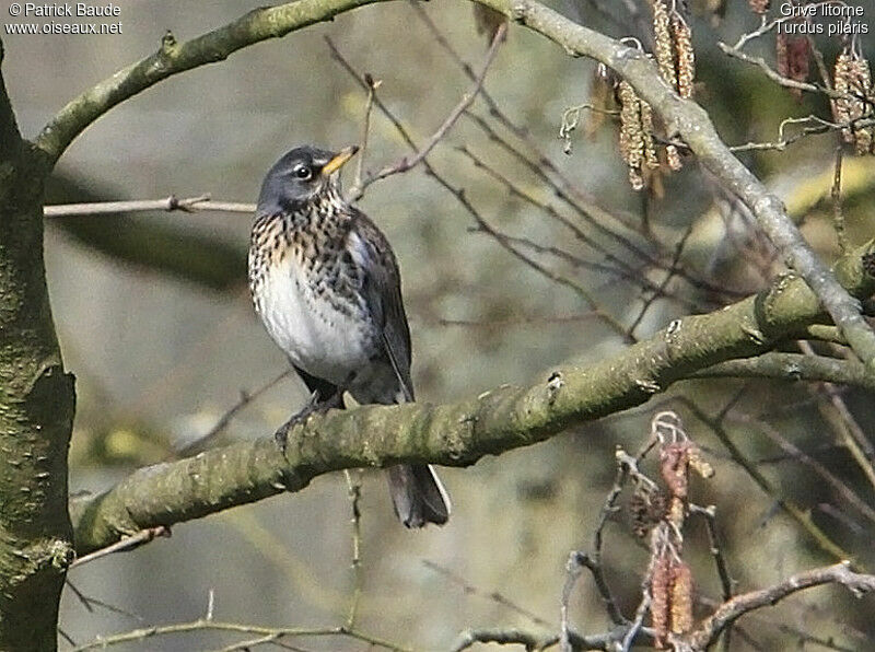 Grive litorne, identification