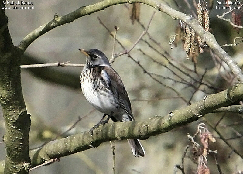 Grive litorne, identification