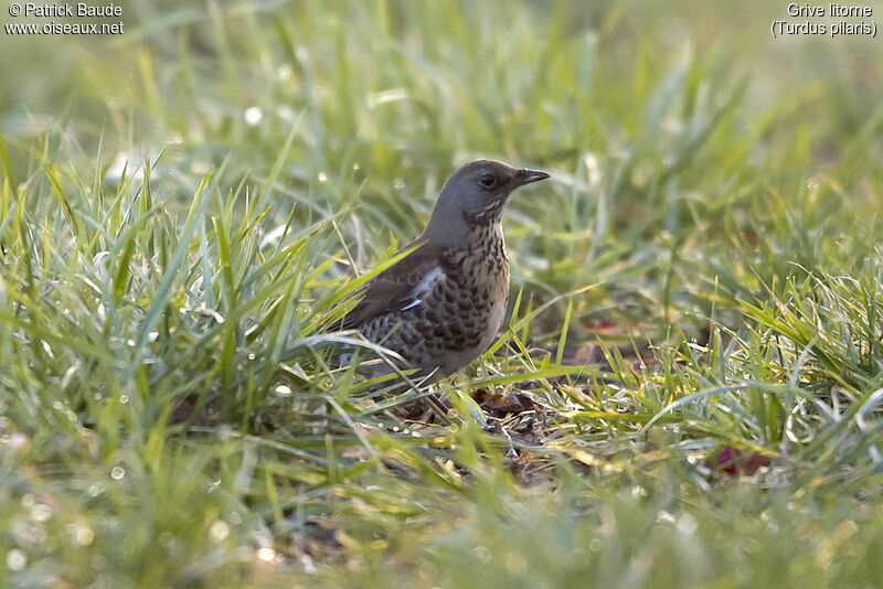 Grive litorneadulte, identification