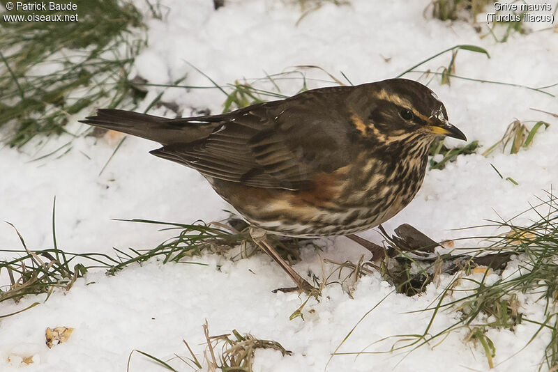 Redwingadult, identification