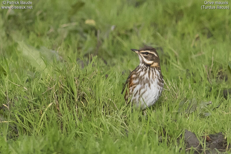 Redwingadult, identification