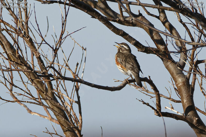 Redwingadult breeding