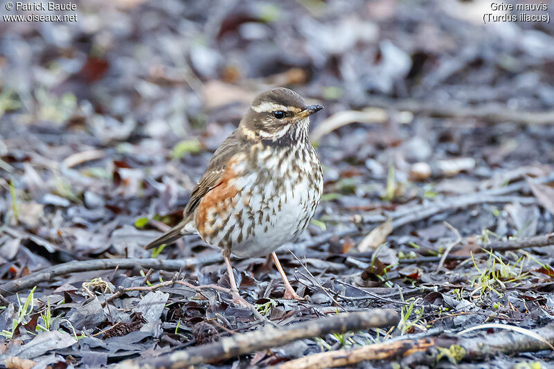 Redwingadult