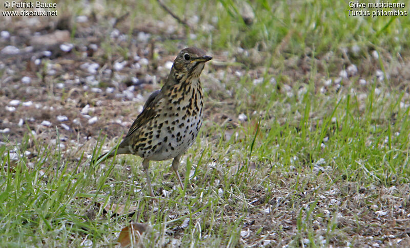 Song Thrush, identification