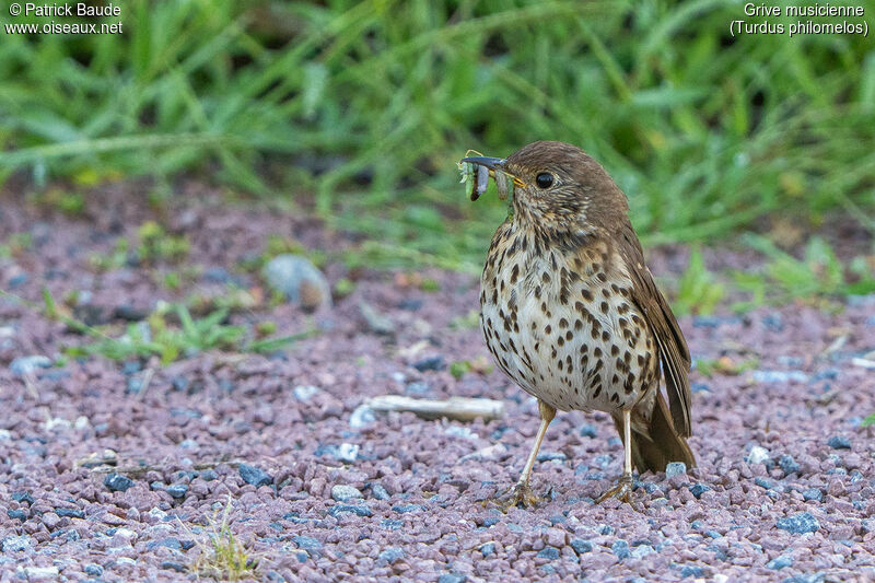 Song Thrush