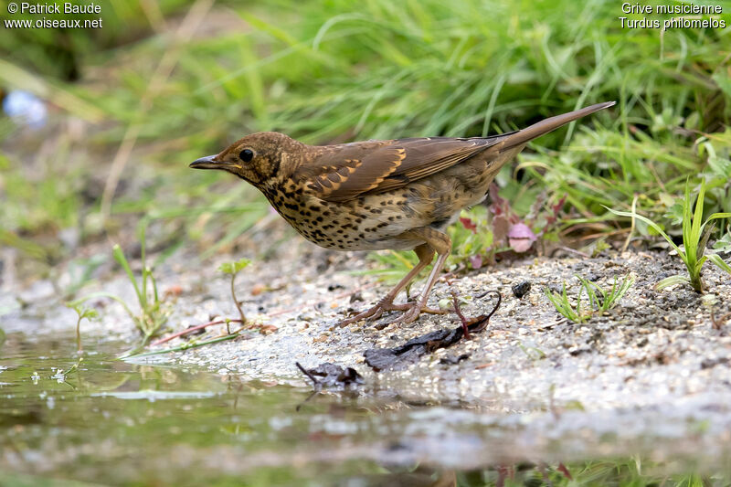 Grive musiciennejuvénile, identification