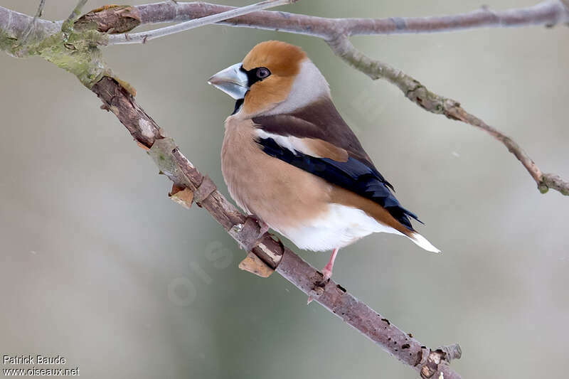 Hawfinch male adult breeding, pigmentation