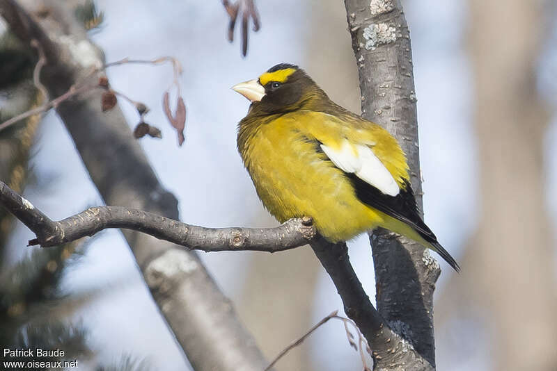 Evening Grosbeak male adult, identification