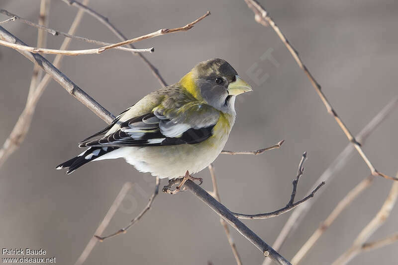 Evening Grosbeak female adult, identification