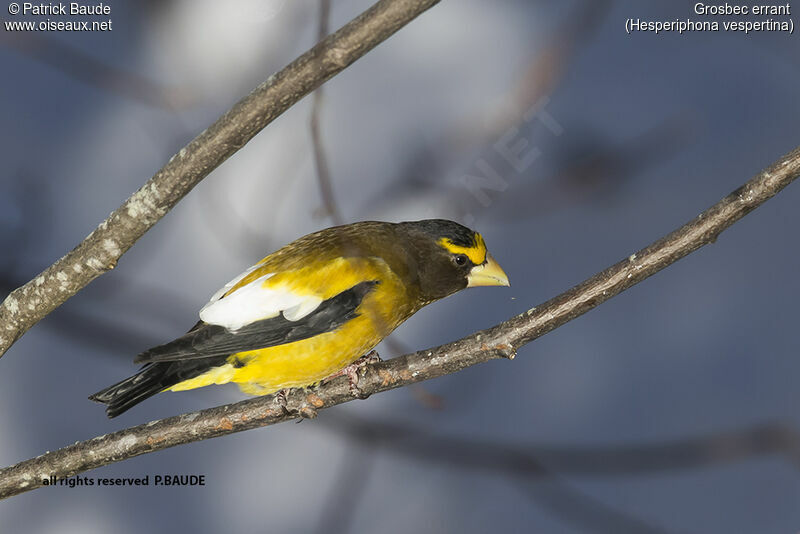 Evening Grosbeak male adult, identification