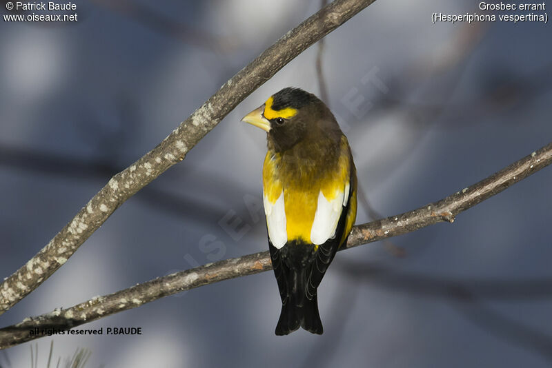 Evening Grosbeak male adult, identification