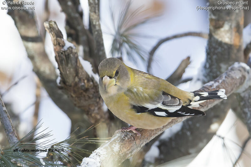 Evening Grosbeak female adult, identification