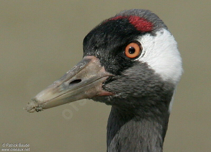 Grue cendrée