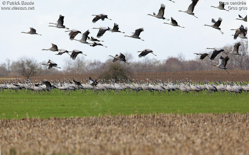 Common Crane, identification