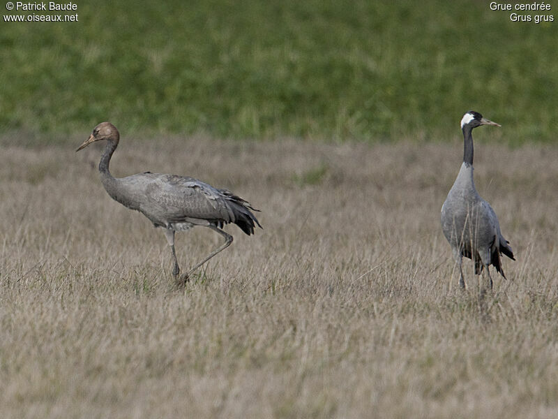 Common Crane, identification