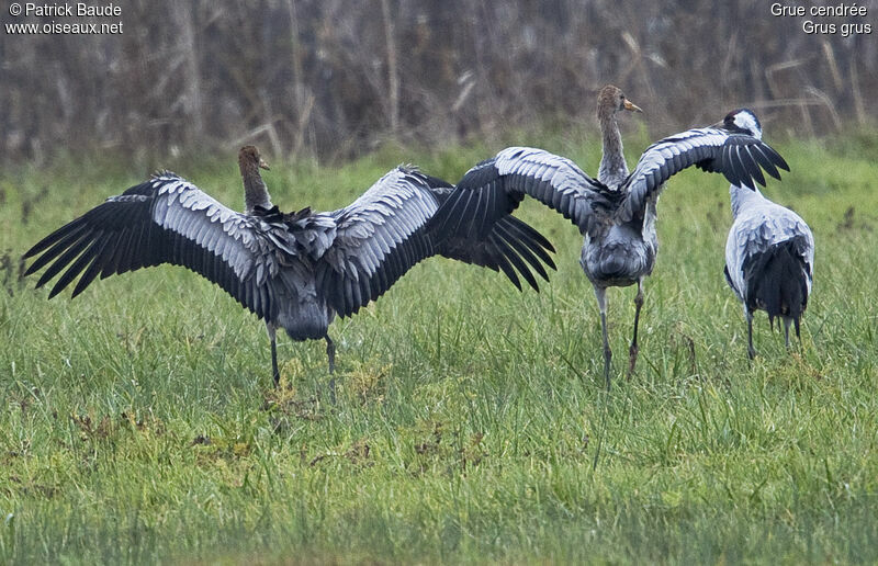 Grue cendréejuvénile, identification