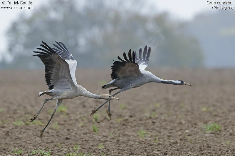 Common Crane