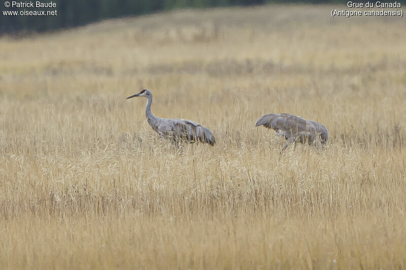 Sandhill Craneadult