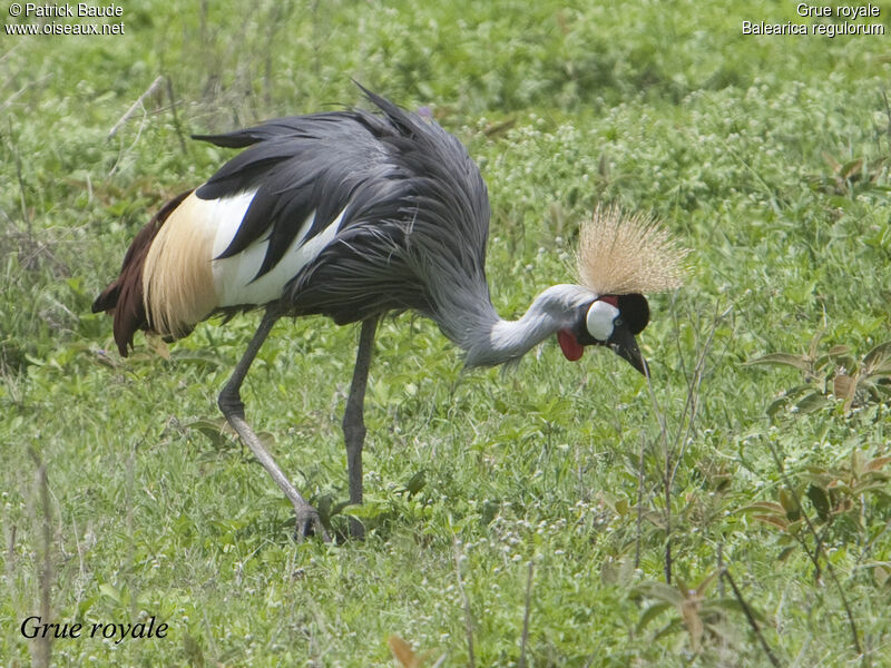 Grey Crowned Craneadult, identification